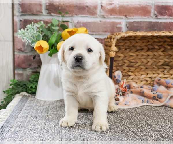 Medium Photo #5 Labrador Retriever Puppy For Sale in SYRACUSE, IN, USA