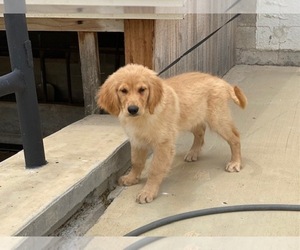 Golden Retriever Puppy for sale in LANCASTER, PA, USA