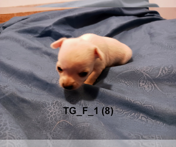 Medium Photo #7 Chihuahua Puppy For Sale in BELLE FOURCHE, SD, USA