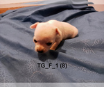 Small #6 Chihuahua