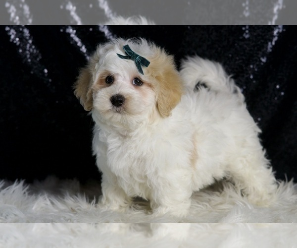 Medium Photo #97 Maltipoo (Miniature) Puppy For Sale in WARSAW, IN, USA