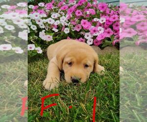 Labrador Retriever Puppy for sale in CLARE, MI, USA