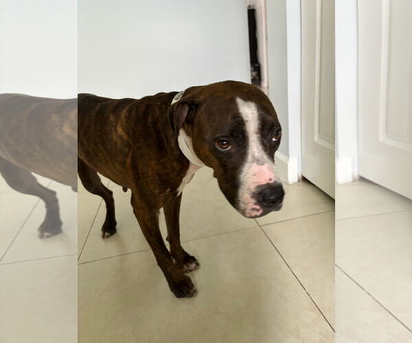 Medium Photo #3 Mutt Puppy For Sale in Miami, FL, USA