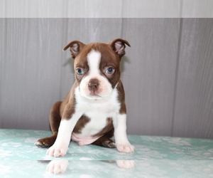 Boston Terrier Puppy for sale in SHILOH, OH, USA