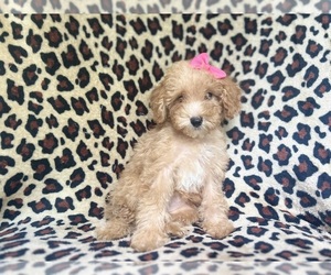 Cavapoo Puppy for sale in LAKELAND, FL, USA