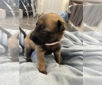 Small Photo #190 Belgian Malinois Puppy For Sale in REESEVILLE, WI, USA