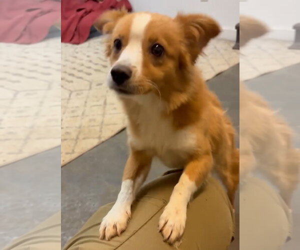 Medium Photo #2 Australian Shepherd-Unknown Mix Puppy For Sale in Grafton, WI, USA