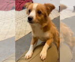 Small #1 Australian Shepherd Mix
