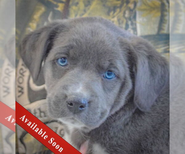 Medium Photo #1 American Bulldog-Unknown Mix Puppy For Sale in Huntley, IL, USA