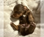Small #3 Dachshund
