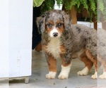 Small #1 Bernedoodle (Miniature)