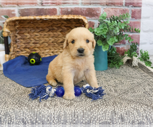 Medium Photo #11 Golden Retriever Puppy For Sale in SYRACUSE, IN, USA