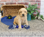 Small #10 Golden Retriever