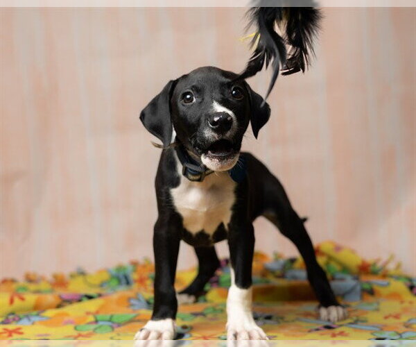 Medium Photo #2 Black Mouth Cur-Bulldog Mix Puppy For Sale in Ames, IA, USA