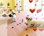 Small #19 Shih Tzu