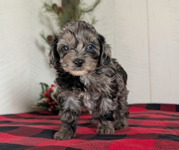 Medium Photo #5 Cockapoo (Miniature) Puppy For Sale in GOSHEN, IN, USA