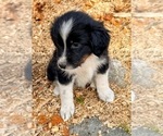 Small #3 Aussiedoodle