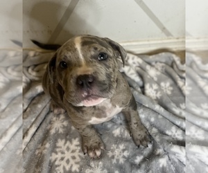 American Bully Puppy for sale in PORT RICHEY, FL, USA
