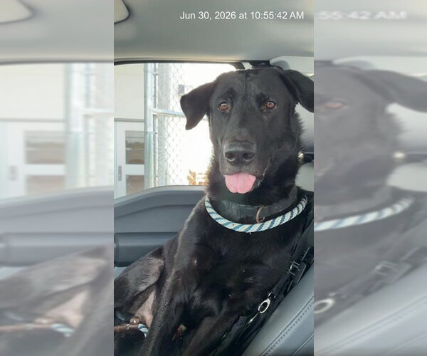 Medium Photo #1 Shepradors Puppy For Sale in Ocala, FL, USA