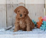 Small Photo #3 Goldendoodle Puppy For Sale in PEMBROKE PINES, FL, USA