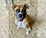 Small #5 Boxer