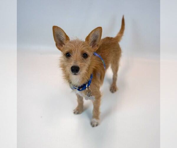 Medium Photo #5 Chihuahua-Unknown Mix Puppy For Sale in Kennesaw, GA, USA