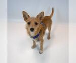 Small #4 Chihuahua Mix