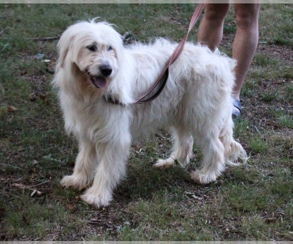 Medium Photo #6 Goldendoodle Puppy For Sale in TIMBERLAKE, NC, USA