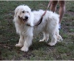 Small #5 Goldendoodle