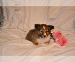 Puppy Heidi Shetland Sheepdog