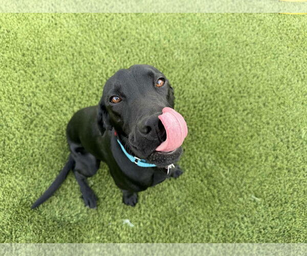 Medium Photo #4 Labrador Retriever Puppy For Sale in Clovis, CA, USA