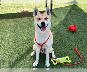Gerberian Shepsky Dogs for adoption in Orange, CA, USA