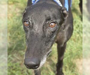 Greyhound Dogs for adoption in Grandville, MI, USA