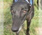 WORLDS COLLIDE - Female Greyhound Dog for Adoption - Small photo