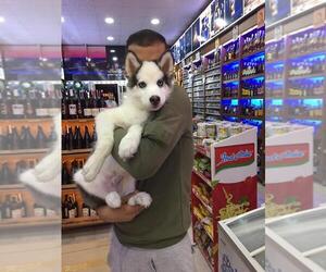 Siberian Husky Puppy for sale in CARLSBAD, CA, USA