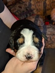 Bernese Mountain Dog Puppy for sale in MARION, IN, USA
