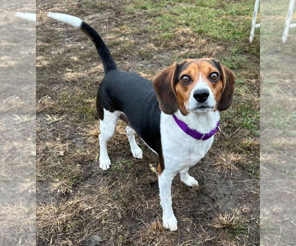 Medium Photo #1 Beagle Puppy For Sale in South Bend, IN, USA