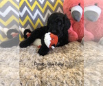 Small Photo #4 Irish Doodle Puppy For Sale in SUMNER, IA, USA