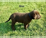 Small #2 Labrador Retriever