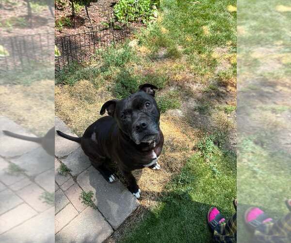 Medium Photo #21 Staffordshire Bull Terrier-Unknown Mix Puppy For Sale in Crete, IL, USA