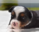 Small Photo #5 Miniature Australian Shepherd Puppy For Sale in PALM COAST, FL, USA