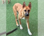 Small #2 Mutt