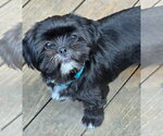 Small #1 Shih Tzu
