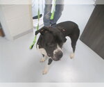Small American Pit Bull Terrier