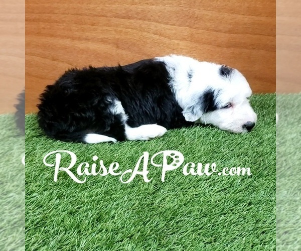 Medium Photo #4 Sheepadoodle Puppy For Sale in OVERGAARD, AZ, USA