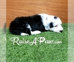 Small Photo #4 Sheepadoodle Puppy For Sale in OVERGAARD, AZ, USA