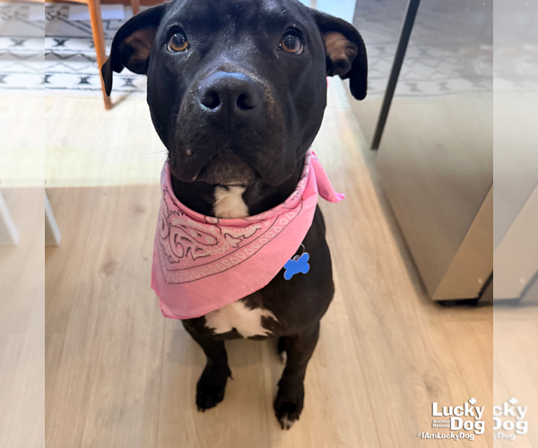 Medium Photo #10 Labrador Retriever Puppy For Sale in Washington, DC, USA