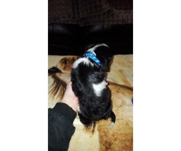 Medium Photo #3 Cavalier King Charles Spaniel Puppy For Sale in ALVARADO, TX, USA