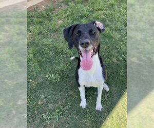Pointer-Unknown Mix Dogs for adoption in Plano, TX, USA