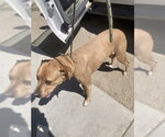 Small Labrador Retriever Mix